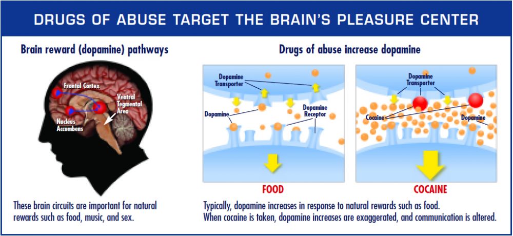 dopamine in the brain