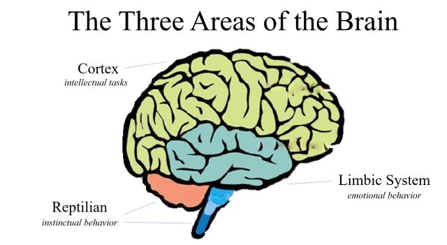 Three Areas Of The Brain