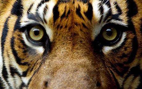 “Better to live one year as a tiger, than a hundred as a sheep.” “Better to live one year as a tiger, than a hundred as a sheep.”